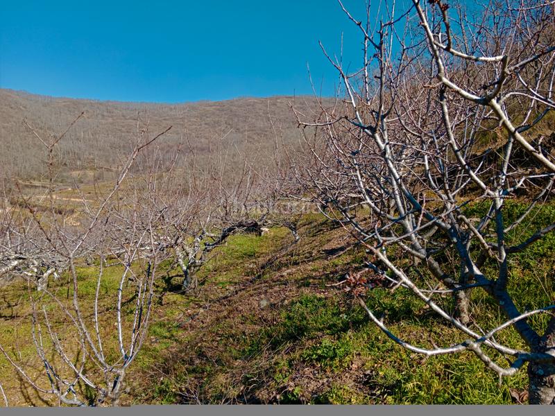 Foto 040af69e-43b9-48c1-a8d6-d540045b6b8d. Finca rústica en n/a en Barrado