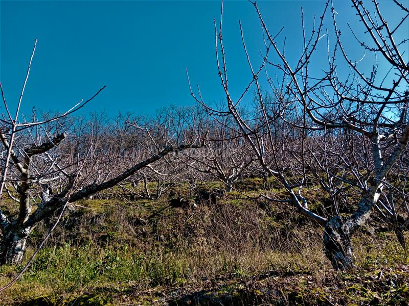 Foto d8ae36ee-01c7-4761-9d14-7694fe7d0266. Finca rústica en n/a en Barrado