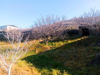 Finca rústica a N/a. Venta de finca de higueras en casas del castañar