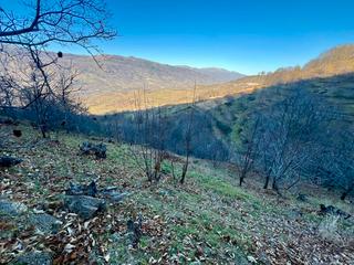 Finca rústica a Calle zarzamora 2. Venta de finca de castaños en casas del castañar