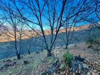 Finca rústica a Calle zarzamora 2. Venta de finca de castaños en casas del castañar