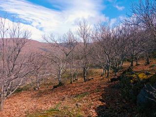 Finca rústica a N/a. Venta de castaños en el valle del jerte, barrado
