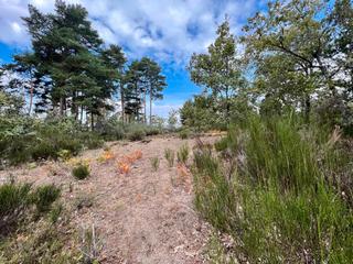 Finca rústica a Calle paz 15. Venta de finca de 3 parcelas en piornal-valle el jerte