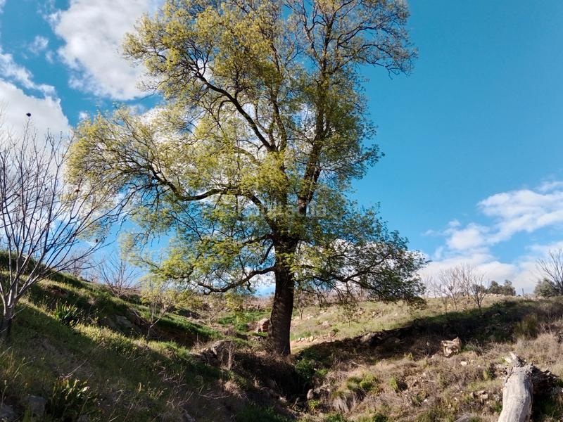 Foto 68789857-3ebb-4765-8a74-98a58f8323c4. Finca rústica a n/a a Torno (El)