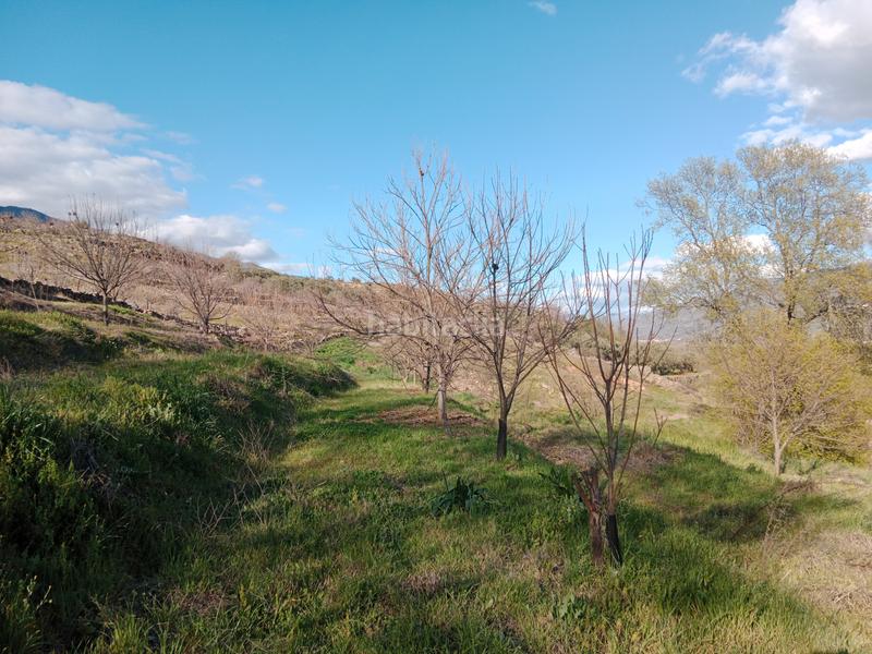 Foto d42673f6-9a2c-4320-8213-520a9a98dce7. Finca rústica a n/a a Torno (El)