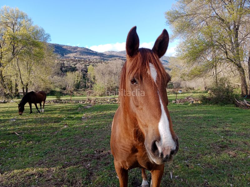 Foto 108d2378-921e-4984-9dd5-eaf80ed81291. Finca rústica a plaza padre la calle 5 a Torno (El)