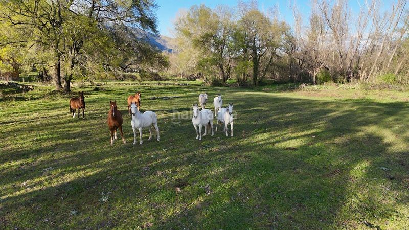 Foto 20ed2ac7-e4f1-4f15-88d9-e54df0bcf0fe. Finca rústica a plaza padre la calle 5 a Torno (El)