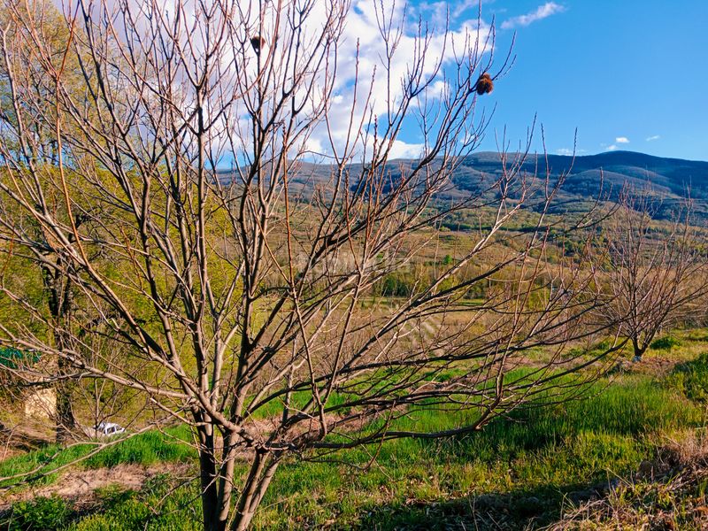 Foto 73be03ae-e132-46b6-8206-99dc7492b1d6. Finca rústica a plaza padre la calle 5 a Torno (El)