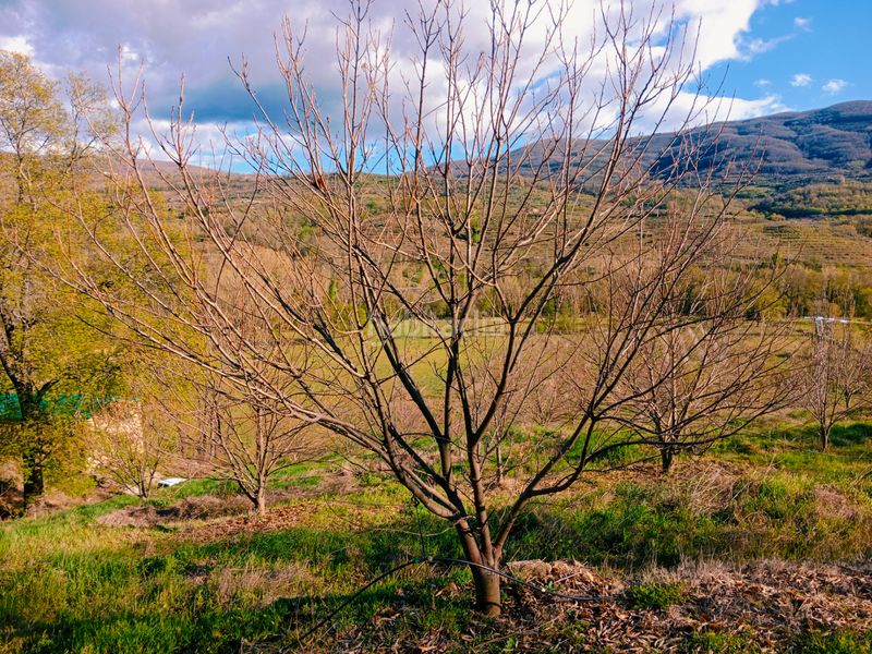 Foto 97ddfedc-e138-441d-a83b-60333997baf0. Finca rústica a plaza padre la calle 5 a Torno (El)