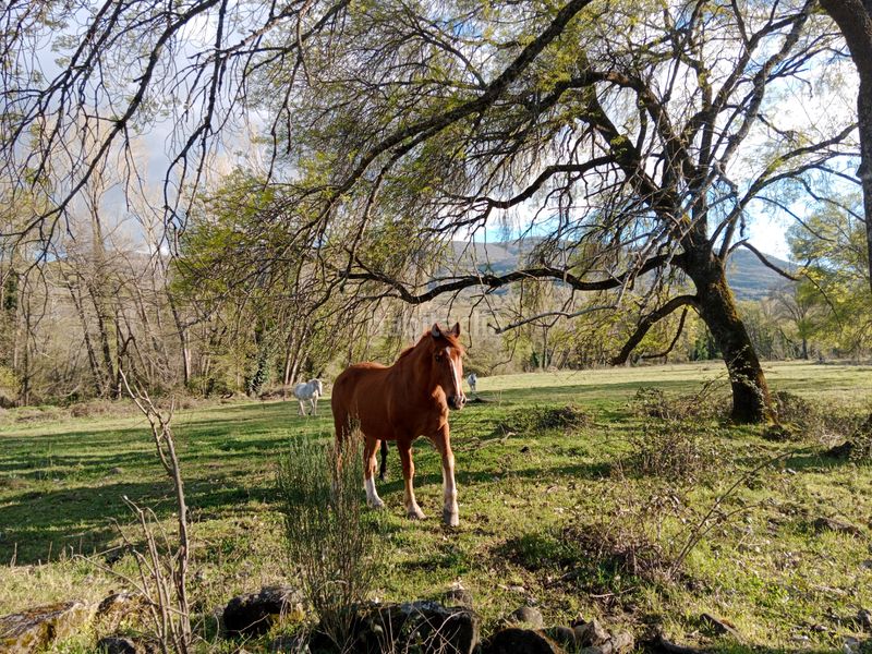 Foto c476e7d3-b251-4c14-ac41-2e0fed95bacc. Finca rústica a plaza padre la calle 5 a Torno (El)