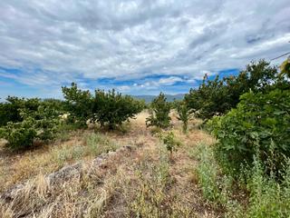 Finca rústica a Calle las limas 22. Venta de finca de cerezos en casas del catañar. valle del jerte