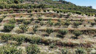 Finca rústica  Urbanizacion el pajarejo. Venta de finca de cerezos y ciruelos en casas del castañar