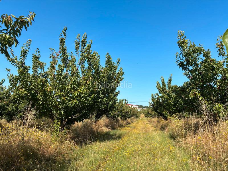 Foto 01d55bec-dc0e-4202-b2f0-dc6517bfe25d. Finca rústica a ex-392 pk 16 a Jaraíz de la Vera