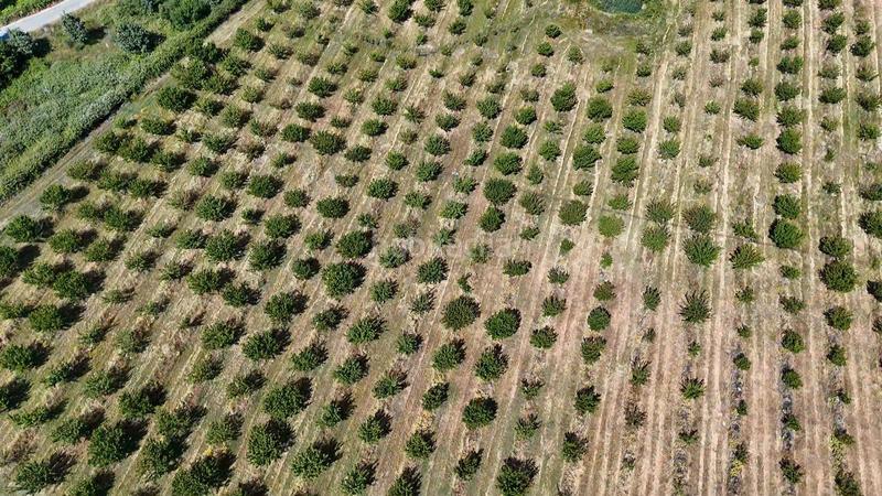 Foto 12abecbd-acd0-44cd-aaee-054a68f3e162. Finca rústica a ex-392 pk 16 a Jaraíz de la Vera