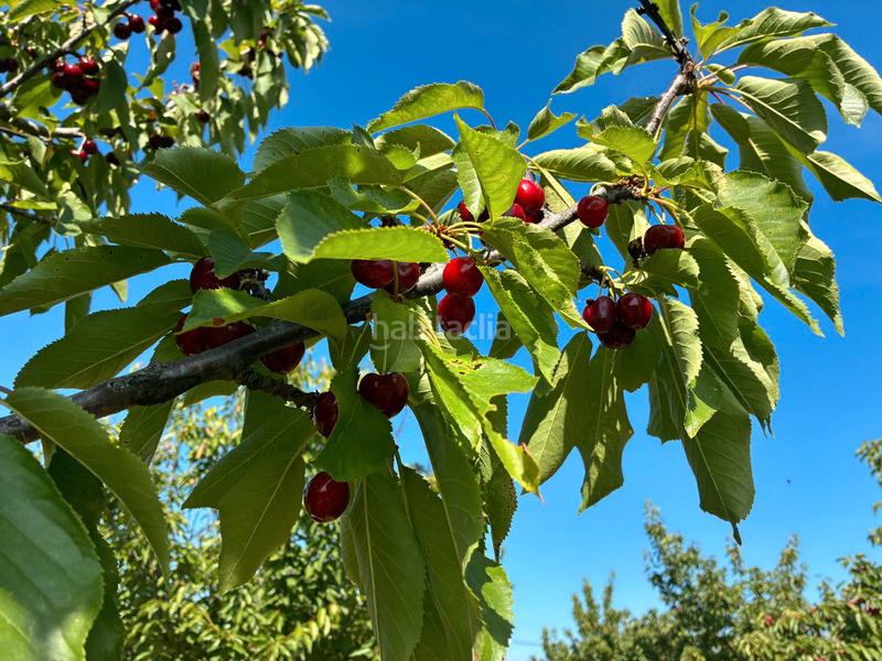 Foto 1921c950-1c95-4c4e-a828-9701a03a1fb4. Finca rústica a ex-392 pk 16 a Jaraíz de la Vera