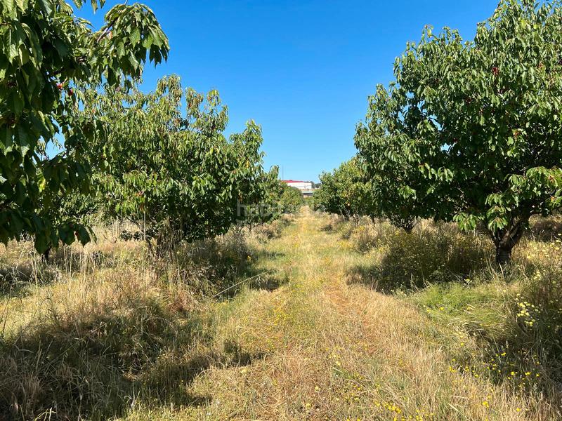 Foto 2a1a0ea2-7858-4760-bb67-77dcf0cce3e4. Finca rústica a ex-392 pk 16 a Jaraíz de la Vera