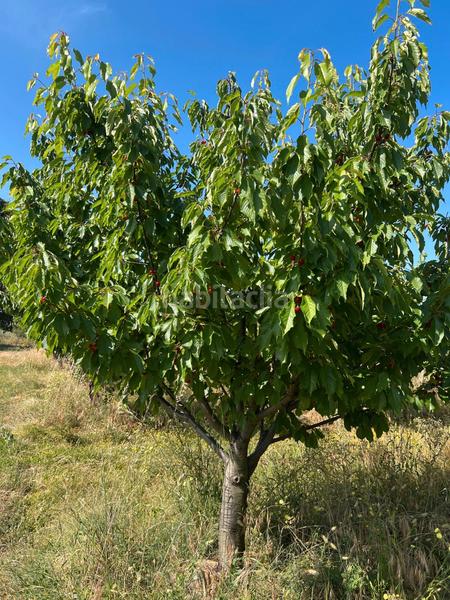 Foto 2a4ba1ef-d401-4a22-a902-1b5ee69af96d. Finca rústica a ex-392 pk 16 a Jaraíz de la Vera