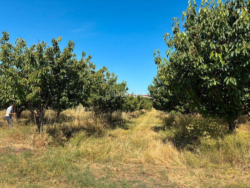 Foto 3a2fc55e-7340-4536-abe9-732d82c9277a. Finca rústica a ex-392 pk 16 a Jaraíz de la Vera