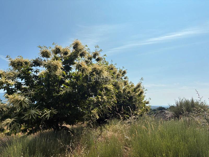 Foto f3b8becc-bb83-47dc-8c79-e0da71949f00. Finca rústica a ex-392 pk 16 a Jaraíz de la Vera