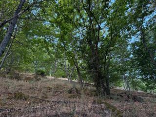 Finca rústica a N/a. Venta de finca de castaños en el valle del jerte, navaconcejo