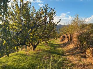 Fondo rustico  Calle la raiz 52. Venta de finca de cerezos con dos construcciones en casas del ca