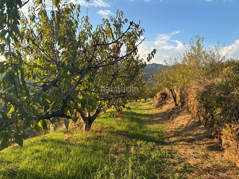 Foto 4432a440-bbf0-42b8-b8a5-35b79f0ce6ee. Finca rústica a calle la raiz 52 a Casas del Castañar