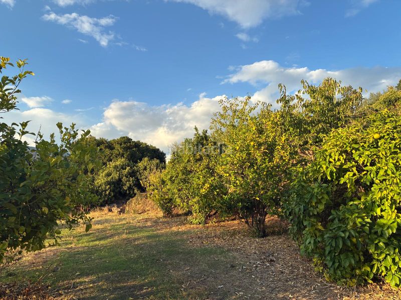 Foto eb83ce25-1bb8-4cac-b6d2-8bc1b0532e0e. Finca rústica a calle la raiz 52 a Casas del Castañar