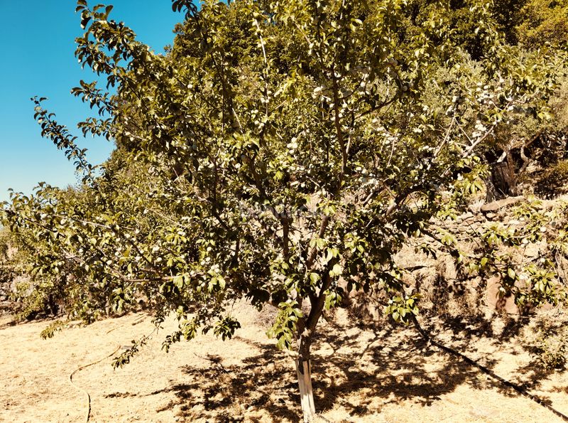 Foto b073cee6-9f3f-4cf7-9e55-d3c71bea5825. Finca rústica a calle la magdalena 6 a Pasarón de la Vera