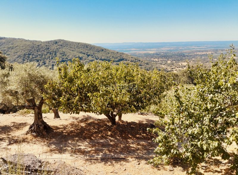 Foto b68a831f-ac11-42be-a0ac-dd976db52d8f. Finca rústica a calle la magdalena 6 a Pasarón de la Vera