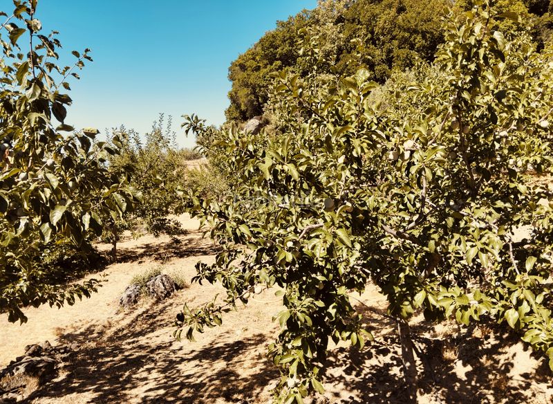 Foto c3e10ce7-59f5-43e5-8830-e9352d1f0201. Finca rústica a calle la magdalena 6 a Pasarón de la Vera