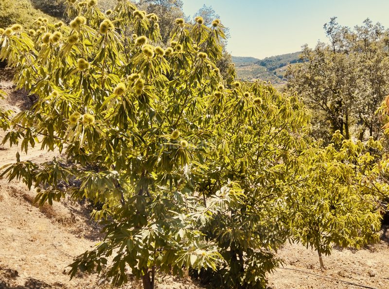 Foto edb0bac7-4017-440e-b0aa-8b123e7f0b7c. Finca rústica a calle la magdalena 6 a Pasarón de la Vera