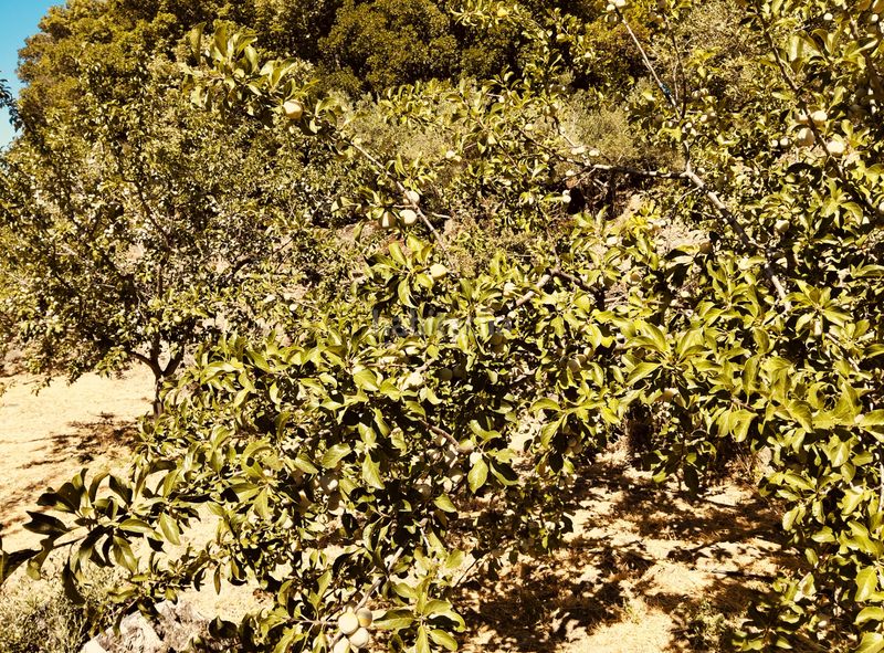 Foto f0441f13-fc55-42b5-bba6-10ad07a28840. Finca rústica a calle la magdalena 6 a Pasarón de la Vera