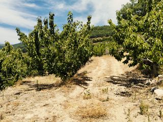 Finca rústica en Avenida manuel martín 60. Venta de finca de cerezos en el torno- valle del jerte