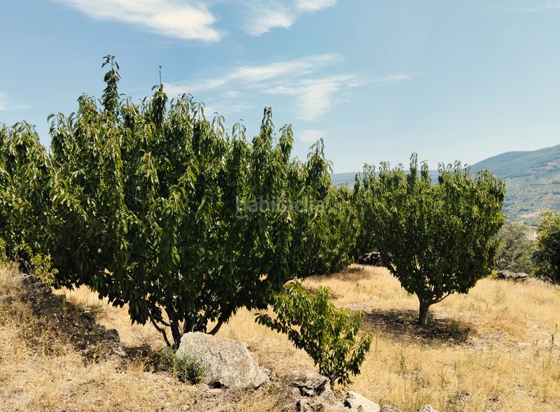 Foto e5c9d09b-d540-4aee-bdbc-aa36683452d0. Finca rústica a avenida manuel martín 60 a Torno (El)