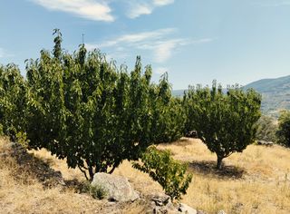 Finca rústica  N/a. Venta de finca de cerezos en explotacion en elvalle del jerte