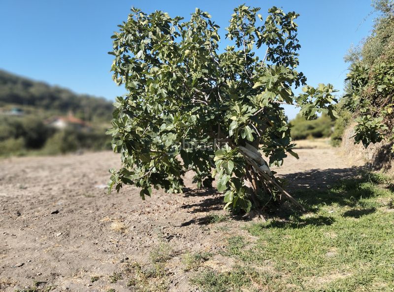 Foto 0a6614fb-ce45-4e39-a143-547e58649a73. Finca rústica a calle jeromín 9 a Pasarón de la Vera