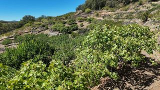Fondo rustico  N/a. Venta de finca de higueras en el valle del jerte
