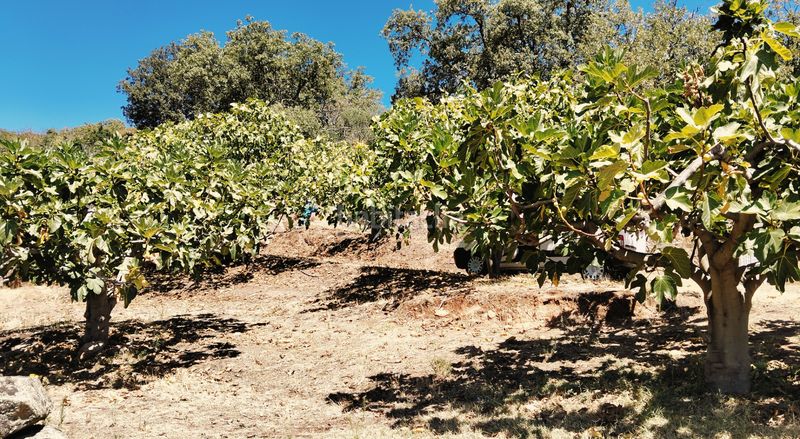 Foto 050a431c-ab71-4ee9-b6b0-54e8352ce708. Finca rústica a Barrado