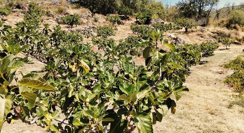 Foto 250d249e-181e-4f93-8280-8d0362a055ef. Finca rústica a Barrado