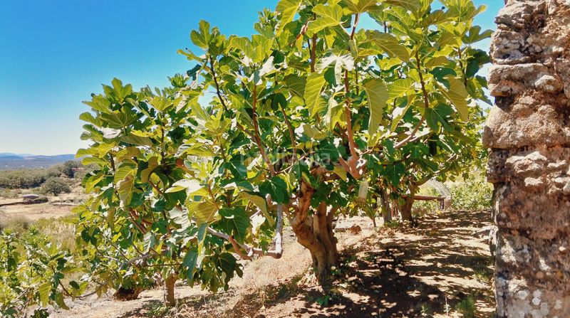 Foto a6158f21-c13b-4474-807c-e0ea24941cb0. Finca rústica a Barrado