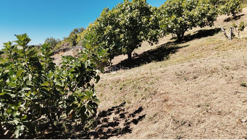 Foto ea735a41-c5de-42da-8649-ef2d89f4a898. Finca rústica a Barrado