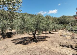 Landgut  N/a. Venta de finca en el valle del jerte