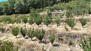 Landgut  N/a. Venta de finca de cerezos en el valle del jerte