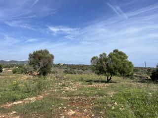 Finca rústica  Poligono poligon 17. Terreno edificable sa gruta manacor