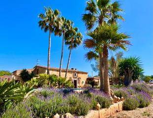 Lloguer Masia a S´Horta - Cas Concos des Cavaller - Es Carritxó. Un oasis mediterráneo en mallorca en alquiler.