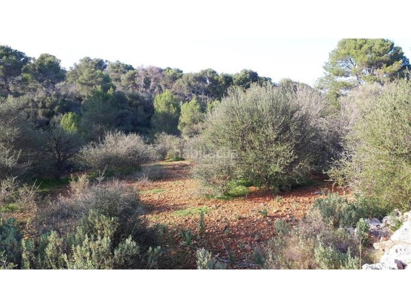 Foto 8903812a-98e3-4063-98c9-8bd34f82673f. Finca rústica a Santanyí poble Santanyí