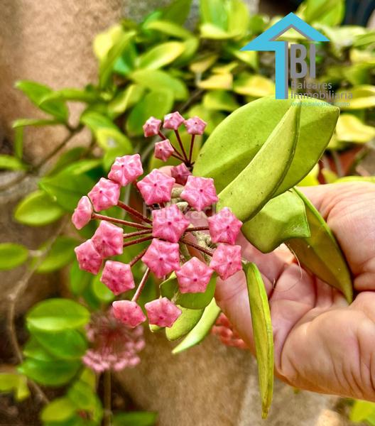 Foto 17367555-816a-442c-9830-afae977e4b5e. Casa con riscaldamento parcheggio piscina in Llucmajor interior Llucmajor