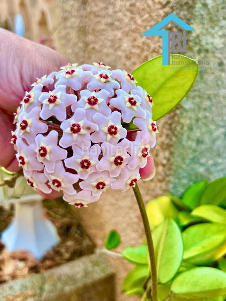 Foto 8c4c5742-9a1c-438b-b823-ae4f1e73084e. Casa con riscaldamento parcheggio piscina in Llucmajor interior Llucmajor