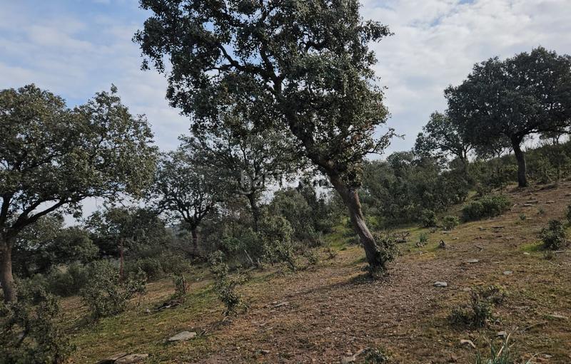 Foto e73bc88c-584a-4c98-aadf-402f89eab356. Finca rústica a Carolina (La)