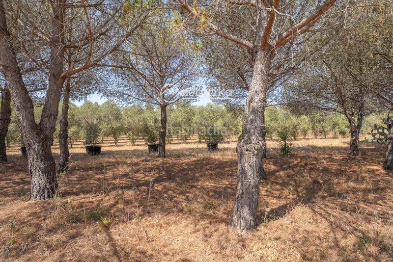 Foto 01ac0fa9-8d41-4800-93fc-af8c44b629e3. Casa finca exclusiva con casa, molino, casa apartamento y nave en Cambrils
